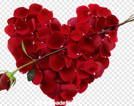 فایل ترانسپرنت دوربری شده قلب و گلبرگهای قرمز گل رز با فرمت png