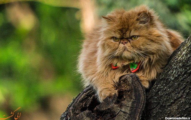 گربه پرشین یا گربه ایرانی | مجله گردشگری الی گشت