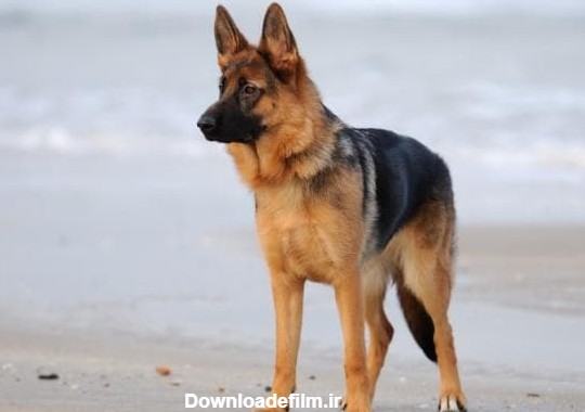 سگ نژاد ژرمن شپرد به عنوان یک سگ قدرتمند و نگهبان - مجله تخصصی ...
