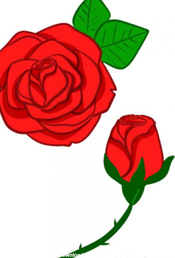 عکس گل رز قرمز برای نقاشی