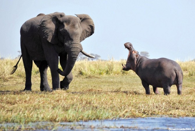 عکس نادر از نبرد غول‌های آفریقا: فیل در برابر اسب آبی ...