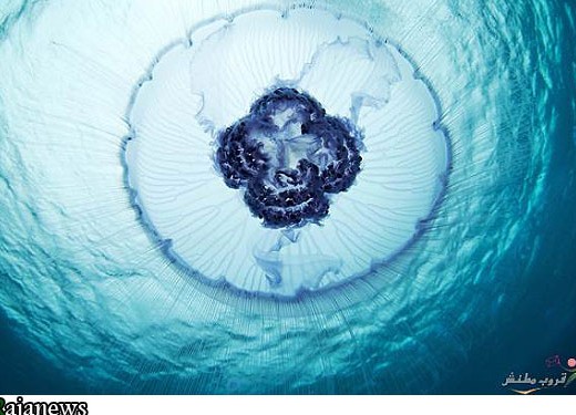 عکس: موجودات زیبای دریایی در دریای سیاه | پایگاه اطلاع رسانی رجا