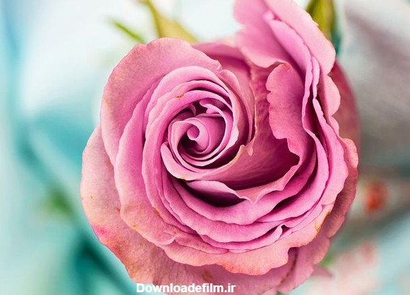 عکس پروفایل گل های رز زیبا و رویایی عاشقانه [فانتزی و جدید]