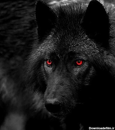گرگ سیاهی در نیمه های شب