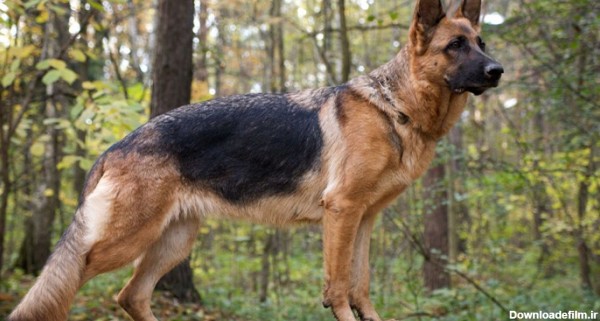 ژرمن شپرد؛ معرفی کامل یکی از بهترین نژادهای سگ گارد - بلاگ آرکوپت