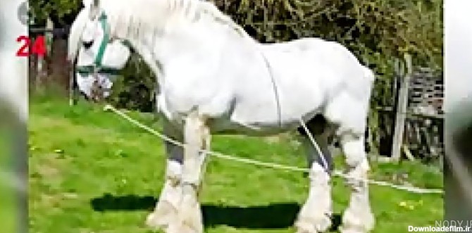 قیمت بهترین نژاد اسب در ایران