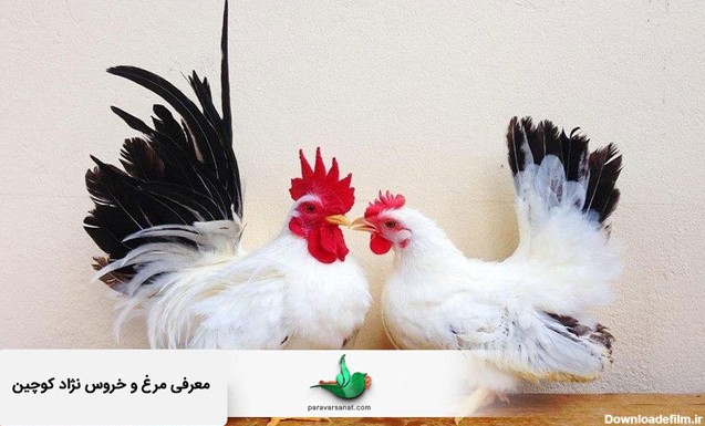 مرغ و خروس کوچین را بشناسید + [ تاریخچه، مشخصات ظاهری و شرایط ...