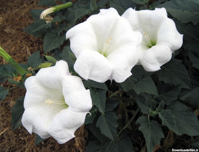 فروش بذر گل بوقی یا گل ماه (تاتوره) Datura inoxia - گلس گاردن