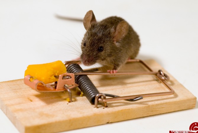 ترفند‌هایی برای مبارزه با موش در خانه - تابناک | TABNAK
