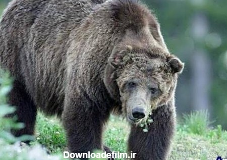 عکس خرس خاکستری