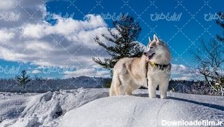 تصویر با کیفیت منظره زیبای فصل زمستان همراه با برف و گرگ