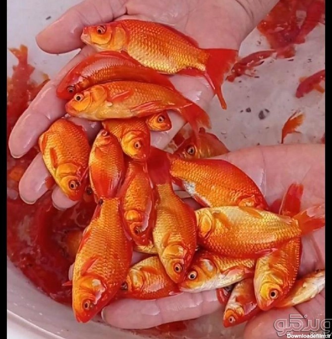 ماهی قرمز عمده برای بازار شب عید