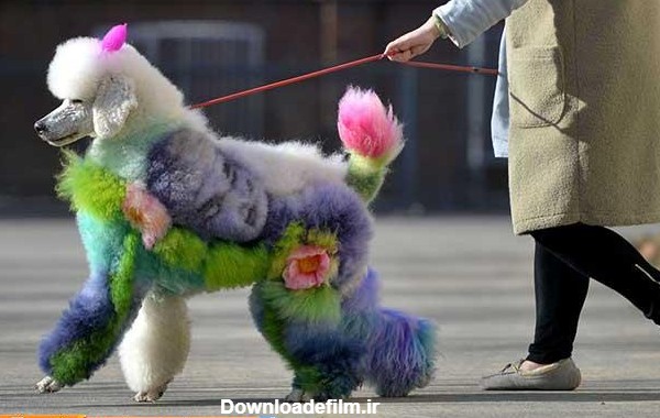 مد جدید برای سگ ها!/عکس | مد جدید برای سگهایی با صاحبان چینی ...