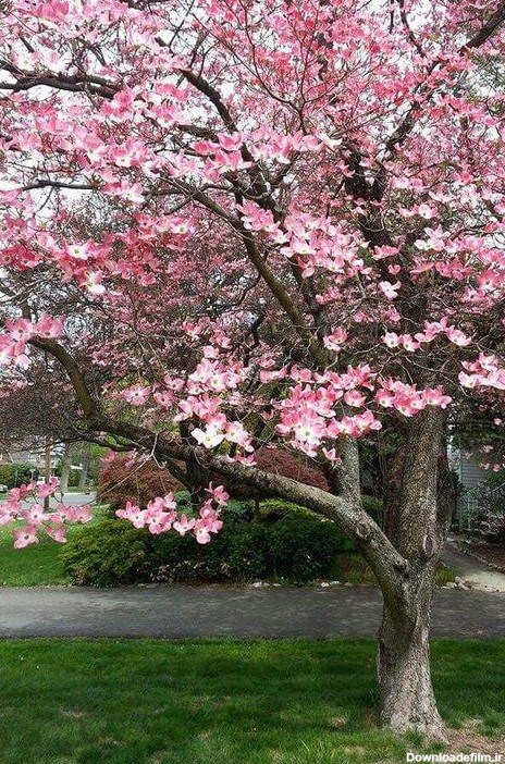 عکس شکوفه بهاری