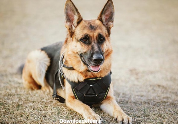 مشخصات کامل، قیمت و خرید نژاد سگ ژرمن شپرد (German Shepherd Dog ...