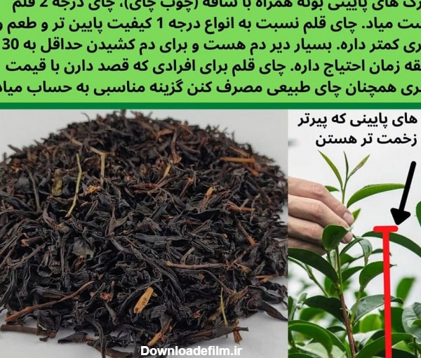 خرید چای لاهیجان (قیمت چای بهاره 1402 ایرانی و خرید اینترنتی)