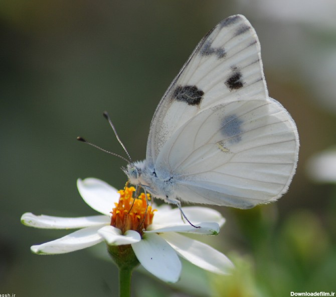 پروانه سفید بر روی گل - گالری تصاویر نقش