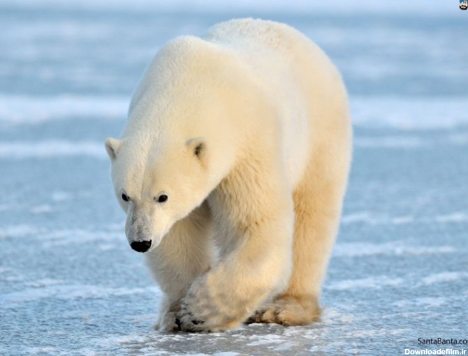 خرس قطبی همسایه شمالی کانادایی‌ها