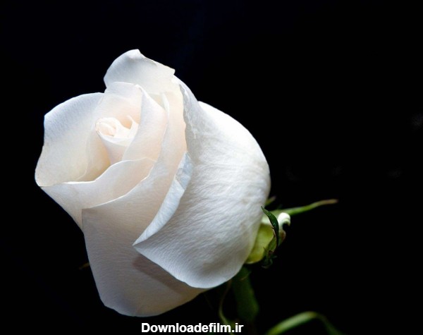 عکس گل رز سفید / کیفیت عالی - مجله نورگرام