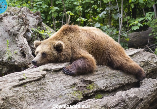 خواب زمستانی خرس غول پیکر در زیرزمین خانه!+ فیلم