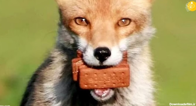 فرارو | (عکس) روباه و بیسکویت شکلاتی!
