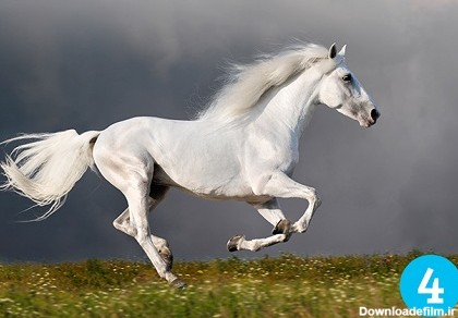 کدام اسب را بیشتر دوست دارید؟ یکی را انتخاب کنید و ببینید در مورد شخصیت شما چه می گوید!