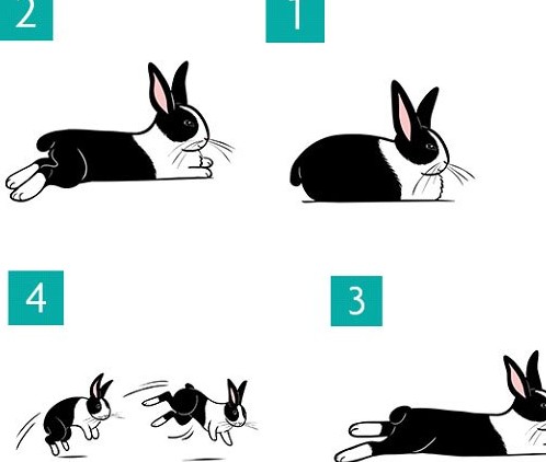 با زبان بدن خرگوش ها بیشتر آشنا شوید (+تصاویر)
