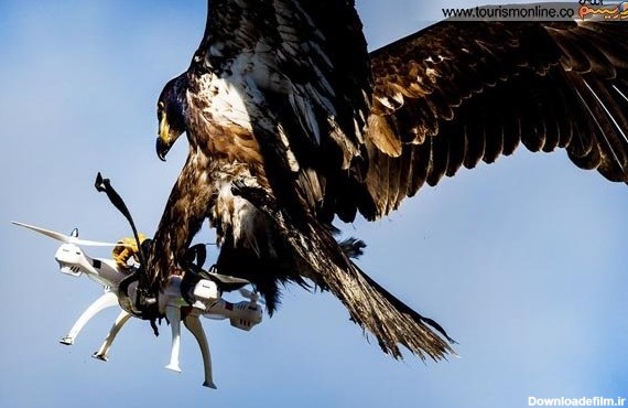 عقاب تیزبین، وقتی جاسوس را شکار کرده است! /عکس - خبرآنلاین