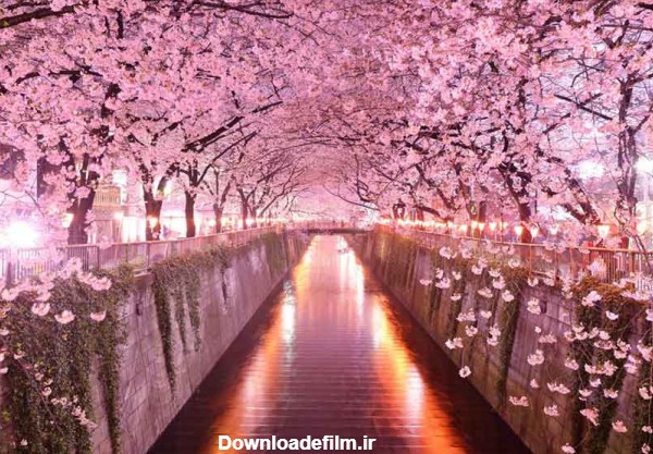 فستیوال شکوفه گیلاس در ژاپن ( ساکورا ) | ایران نیهون