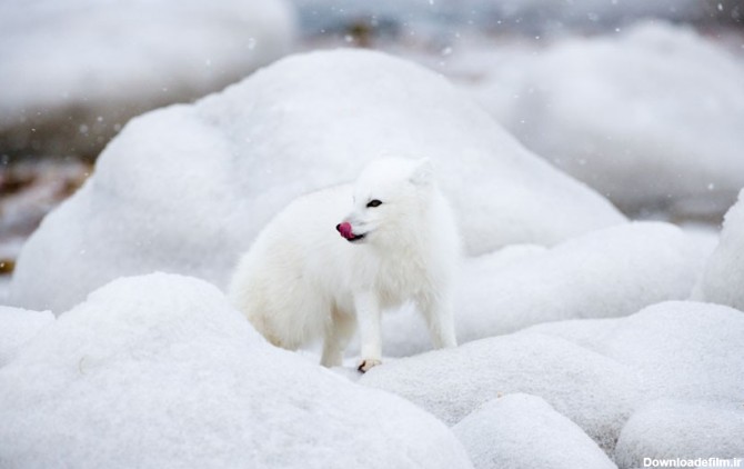 روباه قطبی، زیبای برفی (عکس)