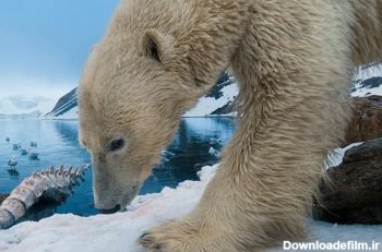 خرس قطبی polar bear