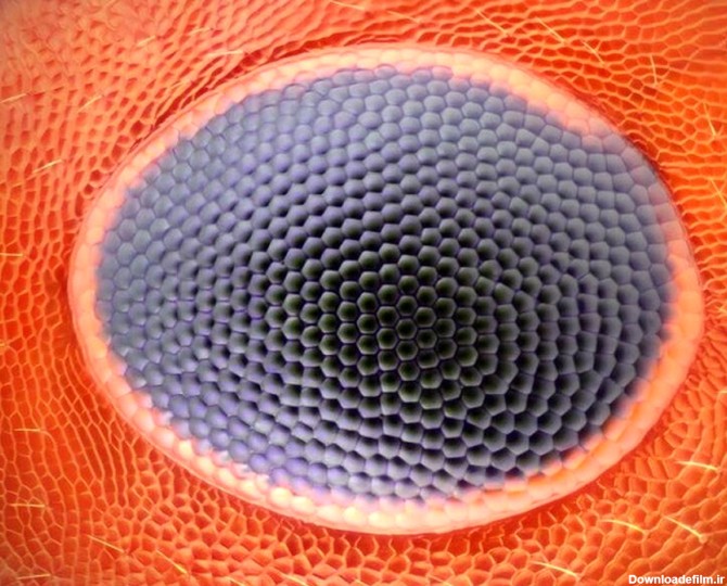 تصویر عجیبی از نمای نزدیک چشم یک مورچه!/ عکس