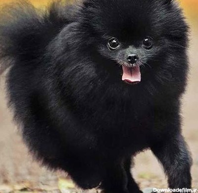 عکس سگ پاکوتاه پشمالو سیاه
