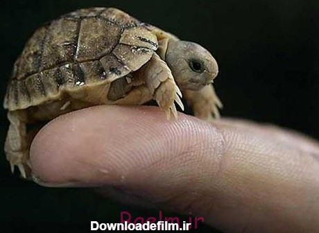 عکس های جالب | بامزه ترین حیوانات کوچک روی انگشت انسان • باعلم
