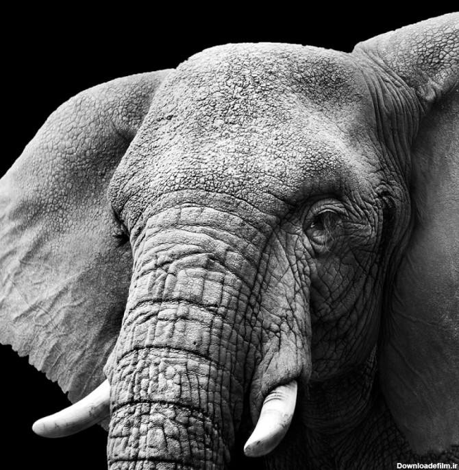 عکس سر فیل با پس زمینه سیاه با کیفیت بالا | حیوانات | فایل آوران