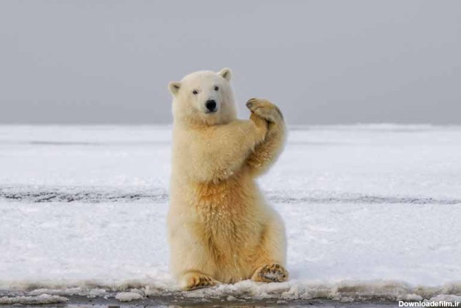 دانلود تصویر خرس قطبی روی یخ