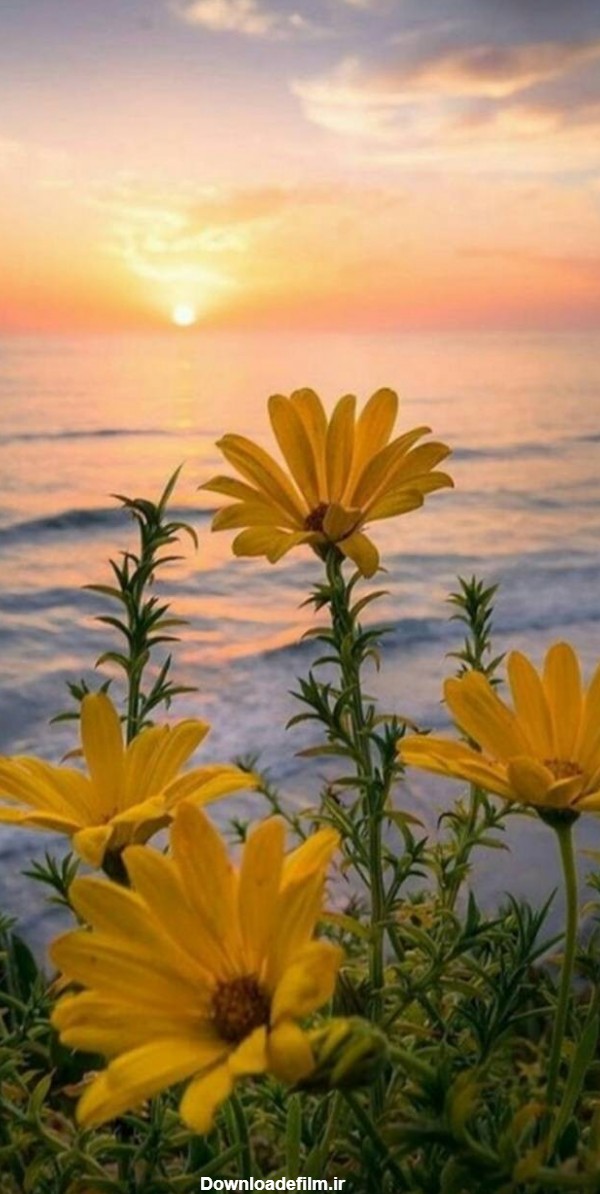 عکس زمینه گل های زرد و غروب دریا پس زمینه | والپیپر گرام