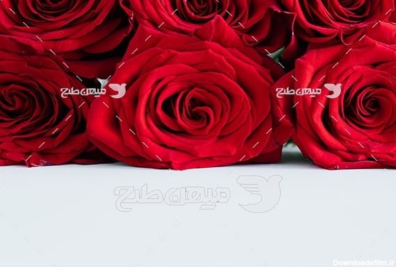 عکس گل رز قرمز زیبا