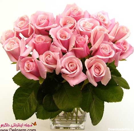 گل رز صورتی بسیار زیبا و جذاب