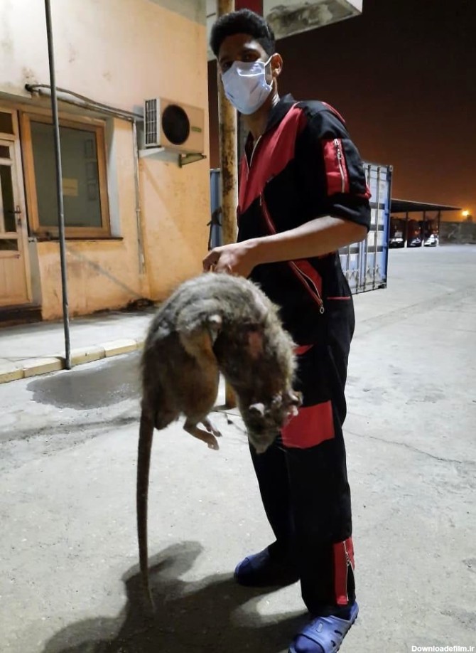 کشف موش غول پیکر وحشتناک در بندر عباس + عکس | رویداد24