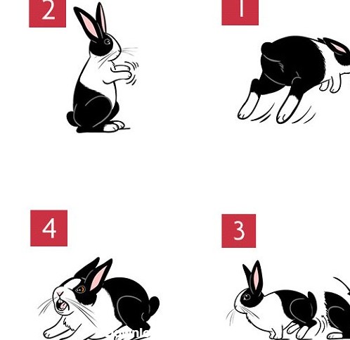 با زبان بدن خرگوش ها بیشتر آشنا شوید (+تصاویر)