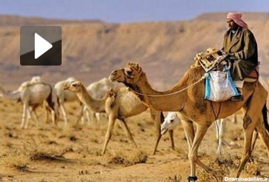مشرق نیوز - فیلم/ عجیب ترین شیوه قاچاق شتر به عربستان