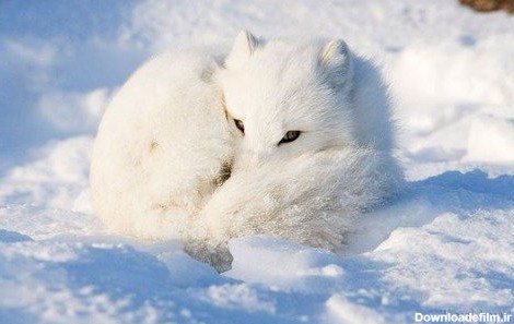 آخرین خبر | عکس/ روباه قطبی، زیباترین پستاندار زمین