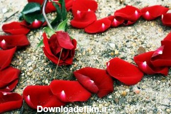 عکس پروفایل عاشقانه گل و قلب