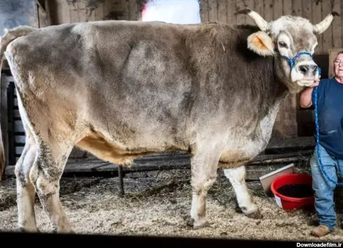 فیلم| غول پیکرترین گاو نر جهان با ۱۳۵۰ کیلوگرم وزن