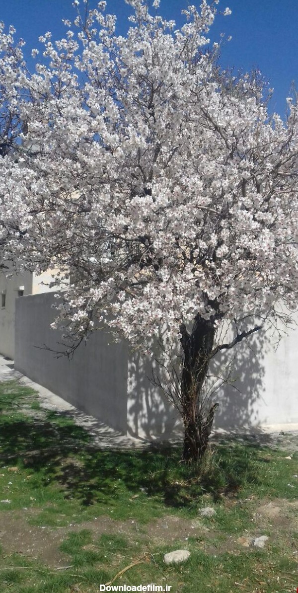 شکوفه‌های زیبای درخت در فصل بهار + عکس