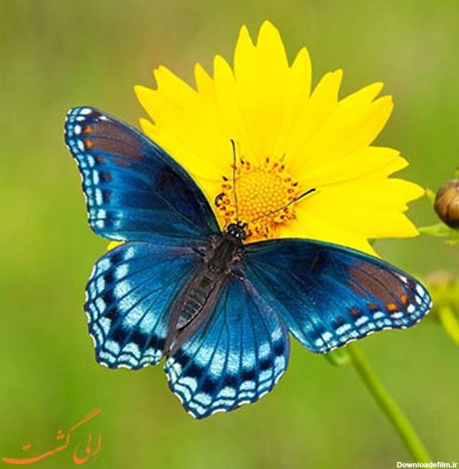 راهنمای تماشای پروانه ها | راهنمای طبیعت گردی و نکاتی برای ...