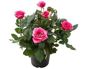 گل ساناز (رز مینیاتوری)| گل ساناز پاکوتاه| نگهداری گل ساناز در بالکن