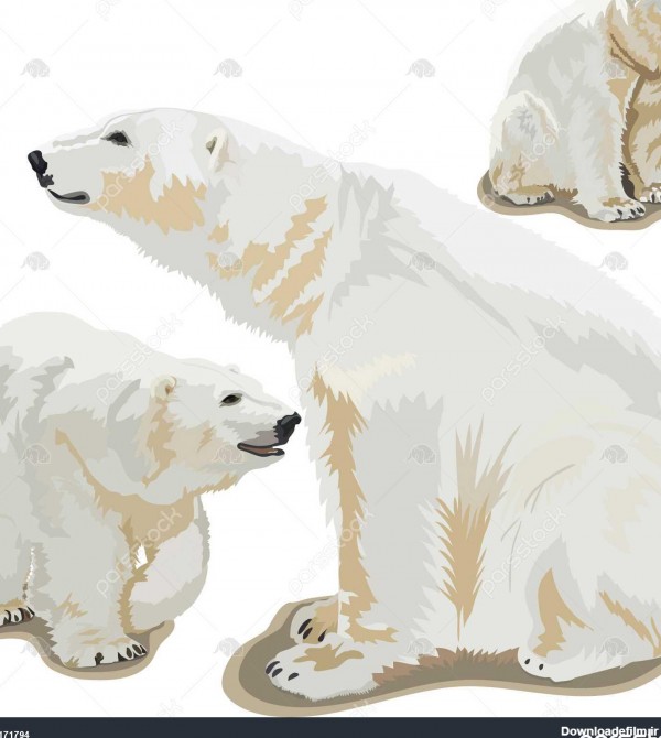 عکس کاغذی خرس قطبی