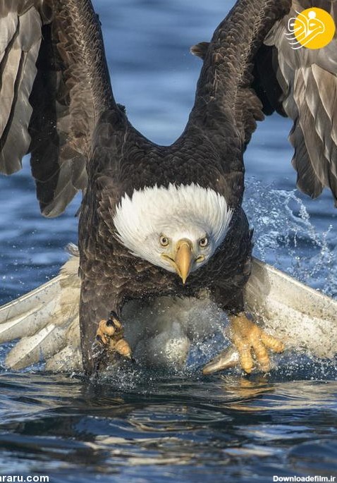 فرارو | (تصاویر) لحظه ماهی گرفتن عقاب سرسفید از فاصله نزدیک